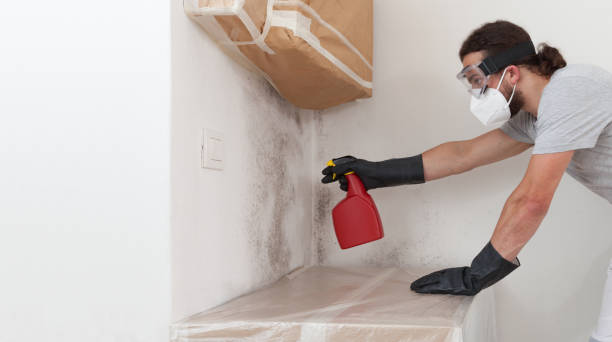 Professional Basement Mold Remediation technician working in Lynnfield, MA